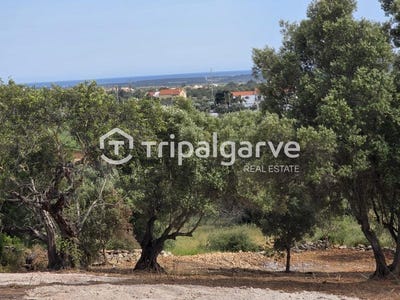 /international/pt/faro-loule-boliqueime-portugal-loule-faro-310101625693/