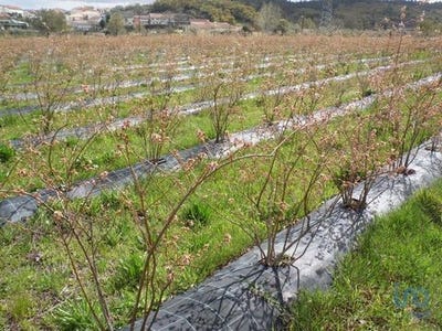 /international/pt/covilha-castelo-branco-120097721224/?lang=zh-tw