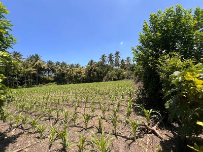 /international/sv/lotificacion-el-amatal-lote-numero-45-d-la-libertad-la-libertad-san-diego-la-libertad-san-diego-la-libertad-department-310101230372/?lang=en