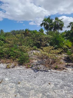/international/tc/pumpkin-bluff-north-caicos-providenciales-and-west-caicos-310108863252/
