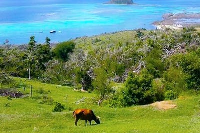 /international/vc/clifton-grenadines-310108899605/