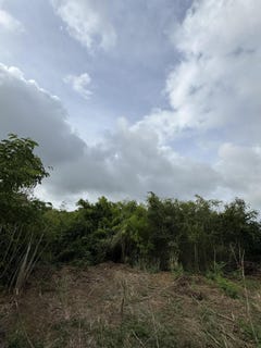 /international/vi/233-little-la-grange-we-st-croix-00840-little-la-grange-estate-st-croix-little-la-grange-estate-st-croix-310101711462/