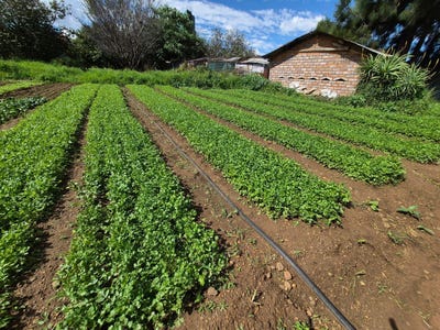 /international/za/road-no-6-road-261-homestead-apple-orchards-gauteng-310108516999/