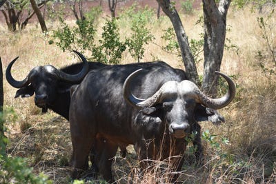 /international/za/bela-bela-limpopo-310108508580/