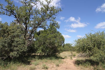 /international/za/moditlo-wildlife-estate-limpopo-310108522411/