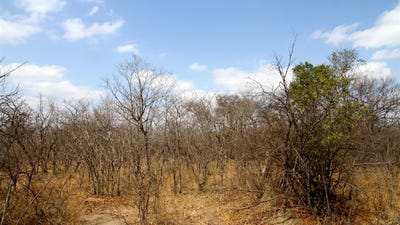 /international/za/moria-245-moditlo-wildlife-estate-limpopo-310108519000/?lang=zh-cn