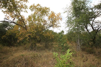 /international/za/moria-190-moditlo-wildlife-estate-limpopo-310108524984/