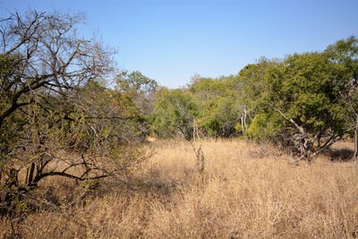 /international/za/hoedspruit-farm-74-moditlo-wildlife-estate-limpopo-310108511960/