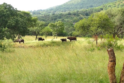 /international/za/malelane-rural-malelane-malelane-mpumalanga-310102847537/