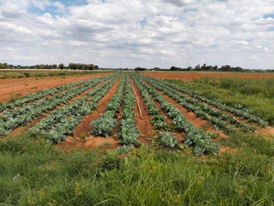 /international/za/bainsvlei-free-state-310108510718/
