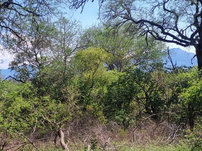 /international/za/moditlo-wildlife-estate-limpopo-310108525497/