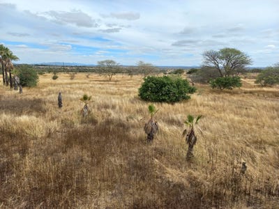 /international/za/farm-7-doornbult-ah-limpopo-310108521982/