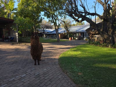 /international/za/bela-bela-limpopo-310108515928/