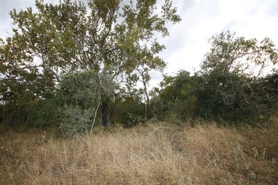 /international/za/moria-172-moditlo-wildlife-estate-limpopo-310108523284/