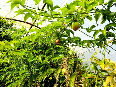 /international/za/bela-bela-limpopo-310108512874/