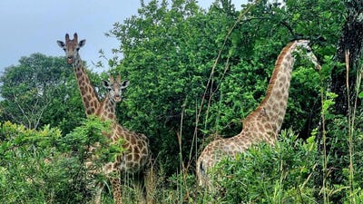 /international/za/nelspruit-rural-nelspruit-nelspruit-mpumalanga-310108370124/