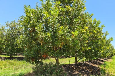 /international/za/malelane-rural-malelane-malelane-mpumalanga-310102832455/