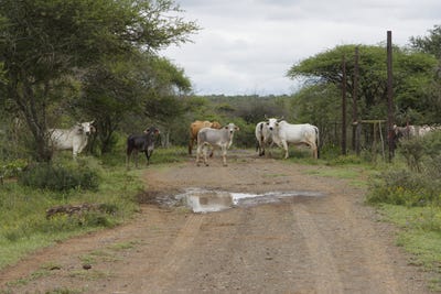 /international/za/weenen-kwazulu-natal-310108924889/