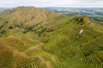 /international/nz/ngakonui-forest-martinborough-wellington-320105825514/