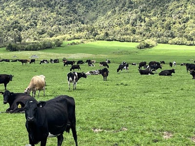 /international/nz/whataroa-highway-whataroa-west-coast-320103310364/