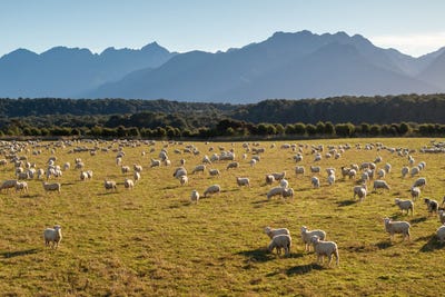 /international/nz/manapouri-te-anau-highway-manapouri-southland-320108528003/