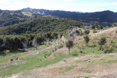 /international/nz/branscombe-road-pongaroa-manawatu-whanganui-320105713046/