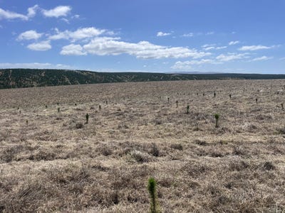 /international/nz/toko-mouth-road-milton-otago-320107187408/