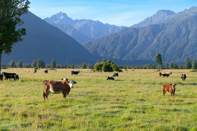 /international/nz/cook-flat-road-fox-glacier-west-coast-320092102688/