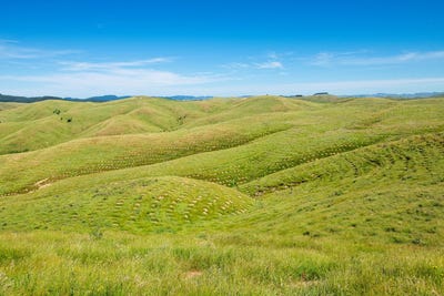 /international/nz/waipipi-forest-masterton-wellington-320105825633/