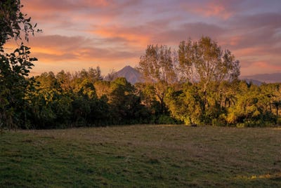 /international/nz/umutekai-road-hillsborough-taranaki-320107326854/