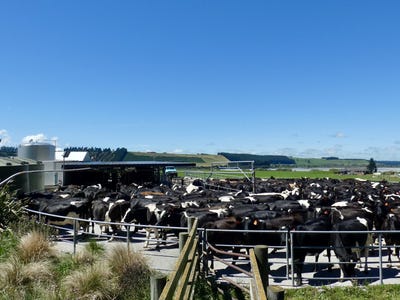 /international/nz/keens-road-springfield-canterbury-320105984352/
