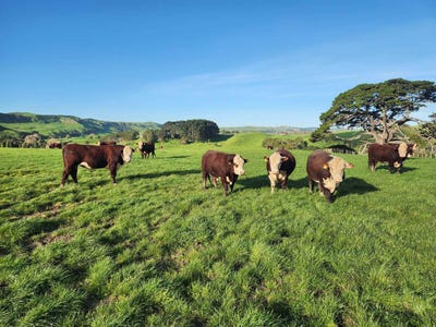 /international/nz/te-akau-road-te-akau-waikato-320103174817/