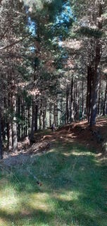 /international/nz/waihopai-valley-rd-waihopai-valley-marlborough-320085614466/