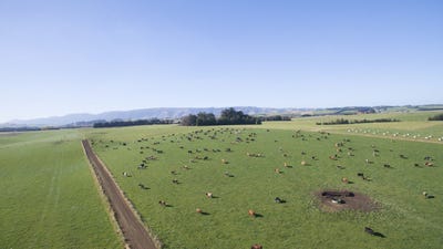 /international/nz/glenkenich-road-tapanui-otago-320107767330/