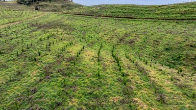 /international/nz/makahu-forest-stratford-taranaki-320101603119/