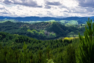 /international/nz/chimney-creek-forest-rights-kotemaori-hawke-s-bay-320103661243/