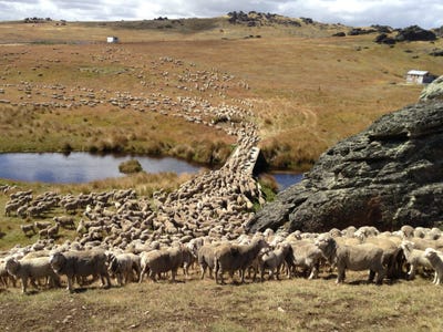 /international/nz/little-valley-road-alexandra-otago-320099090078/