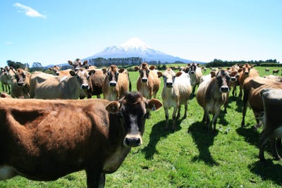 /international/nz/hastings-road-stratford-taranaki-320107363533/