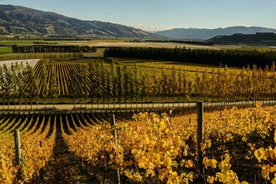 /international/nz/loop-road-cromwell-otago-320085625905/