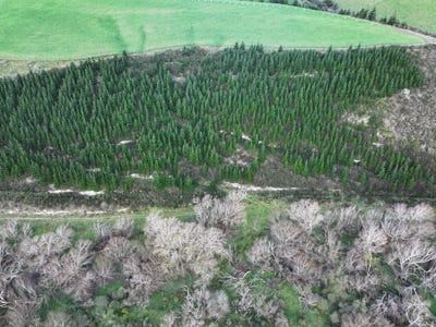 /international/nz/wooded-hill-road-tapanui-otago-320105963144/