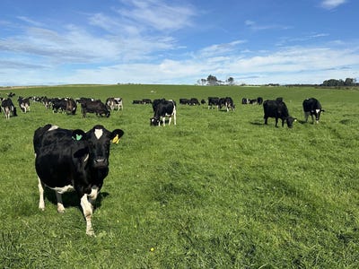 /international/nz/centre-road-riverton-southland-320108271606/