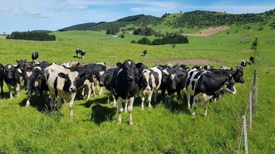 /international/nz/hillfoot-road-balclutha-otago-320105940272/