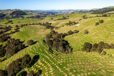 /international/nz/te-wera-forest-carterton-wellington-320102629421/