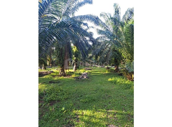 Banting, Selangor 42700