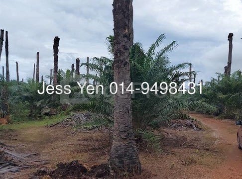 Sungai Pelek, Sepang, Selangor 43950