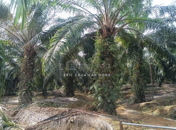Beruas, Perak 32700