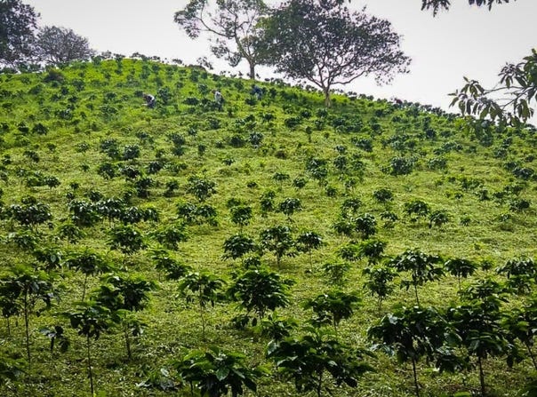 Finca Lechera, Volcán, 