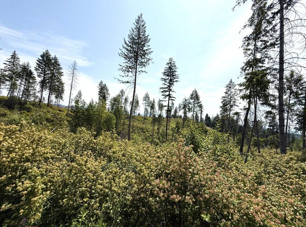 TBD ROCKABYE LN, CURLEW, WA 99118