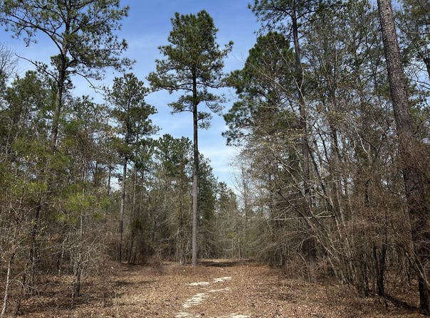 Lot 7 Cooks Pond Road, Windsor, SC 29856