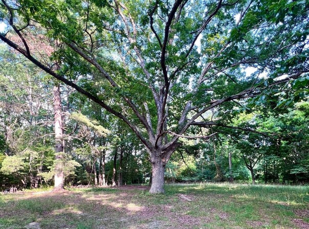 1021 DARMSTADT AVENUE, EGG HARBOR CITY, NJ 08215